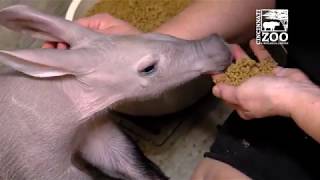 Baby Aardvark Learning to Eat Solid Food  Cincinnati Zoo [upl. by Chadburn962]