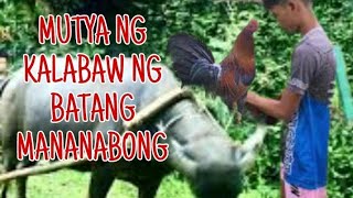 MUTYA NG NGIPIN NANG KALABAW NG BATANG MANANABONG  UNANG TAGPO ANGPALATANDAAN BATANGMANANABONG [upl. by Econah]