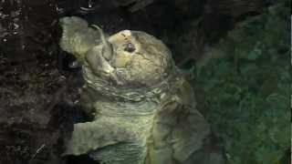 Alligator Snapping Turtle Feeding  Cincinnati Zoo [upl. by Osrock]