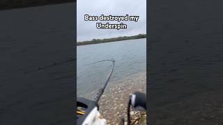 Fall bass ARE HERE🎣😁viralvideo bassfishingismylife fishing bass youtubeshorts [upl. by Ettennat]