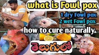 fowl pox natural treatment in telugu  fowl pox medicinefor chickens  fowl pox vaccine instructions [upl. by Nneb]