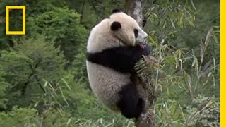 Elusive Giant Panda  National Geographic [upl. by Yahs]