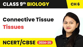 Connective Tissue  Tissues  Class 9 Biology Chapter 6  CBSE 202425 [upl. by Kendy978]