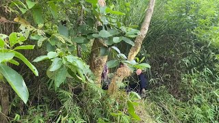 Village girl went into the forest to pick vegetables and got lost luckily someone helped her [upl. by Ainoloppa]