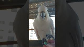 Cockatoos on the balcony  November 2022  Sydney Australia  birds birdlovers balconybirds [upl. by Nauhs]