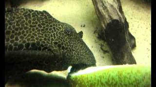 Profile Sailfin Pleco Glyptoperichthys gibbiceps [upl. by Htevi]