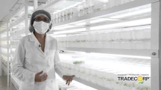 Tradecorp TV  Producción de plantas Berries In Vitro Video 4 Area de Crecimiento [upl. by Ahsekin]