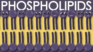 Phospholipids types structure and function [upl. by Enella]