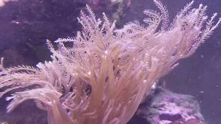 Giant Anthelia in our 240 gallon salt water Aquarium [upl. by Ericksen]