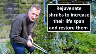 Pruning to rejuvenate shrubs [upl. by Snevets]