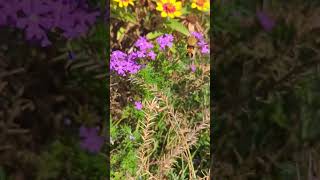 Hummingbird Moth pollinating [upl. by Ttsepmet723]