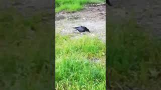 My old crow friend quotWhitefootquot whos living next to the river Isar [upl. by Lancelle731]