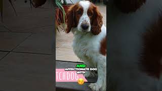 Meet the Welsh Springer Spaniel  Loyal Companion [upl. by Lordan233]