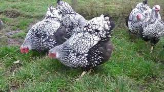 SILVER LACED WYANDOTTE LARGE FOWL FROM CHESHIRE POULTRY [upl. by Oznola121]