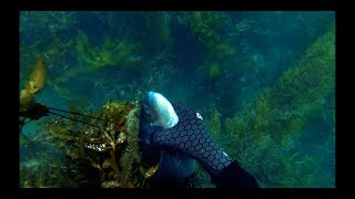 WildFox  Spearfishing Wellington II [upl. by Yevette531]