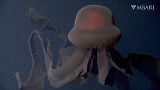 An extraordinary deepsea sighting The giant phantom jelly [upl. by Hollah]