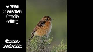 African Stonechat female call [upl. by Aneeuqahs]