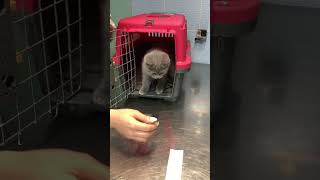 quotScottish Fold Kittens New Toy Syringe Coverquot [upl. by Eerdua285]