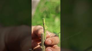 Grafting mulberry graft [upl. by Firahs]