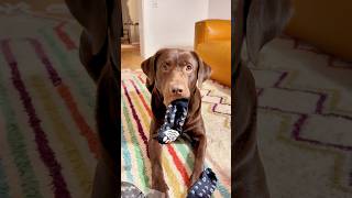 Mein Hund TESTET Stoppersocken 🤣🐶 samlabrador [upl. by Fai]