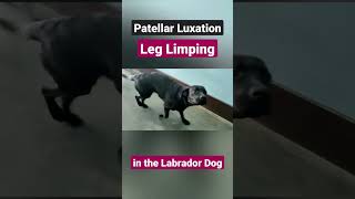 Leg Limping due to Patella Luxation in Labrador Dog [upl. by Jaan]