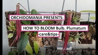 Orchidomania Presents How to Bloom Bulbophyllum plumatum [upl. by Aenat792]