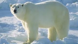 Snow and Ice Svalbard Arctic Wildlife Documentary [upl. by Chi]