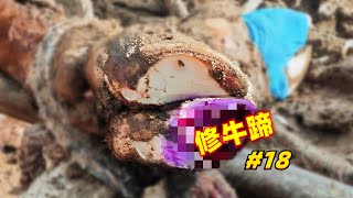 乡村兽医  牛蹄修剪和治疗 第18期 [upl. by Dilks343]