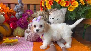 Cavachons by Design Chloe [upl. by How]