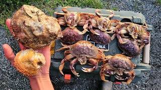 Eating Raw Scallops and Snaring Big Crab [upl. by Arted1]