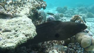 An Enormous Moray Eel in the Maldives [upl. by Eelyma]