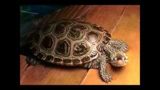 New Breeding Diamondback Terrapin Pair [upl. by Pantheas]