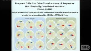 Antibodies Genome Stability and Cancer [upl. by Nylarad]