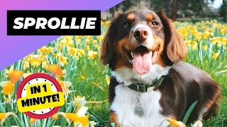 Sprollie 🐶 One Of The Most Beautiful Crossbreed Dogs  1 Minute Animals [upl. by Helfand]