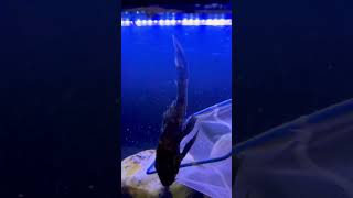 PLECO FISH DIED 😰 aquarium fish [upl. by Macmillan]