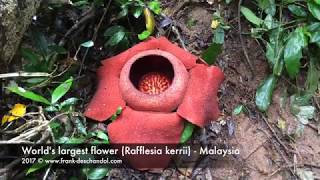 Worlds largest flower Rafflesia kerrii from Malaysia [upl. by Aihsekin]