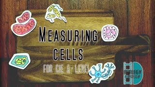 ALevel Biology  Measuring cells  Calibrate Eyepiece graticule Magnification Resolution [upl. by Wiebmer]