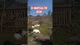 DJ Marsaampthe bear [upl. by Emlen]