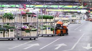 Werken bij Royal FloraHolland via Actief Werkt [upl. by Russell]