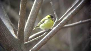 マヒワ Siskin [upl. by Bazar668]