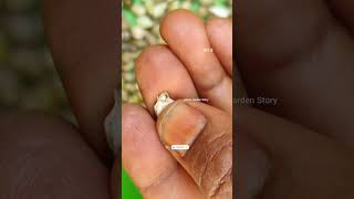 Vaijayanti Ka Paudha🦚Shri Krishna🙏Vaijayanti Ke Phool🌸Vaijayanti Mala✨ashasgardenstoryshorts [upl. by Einnhoj]