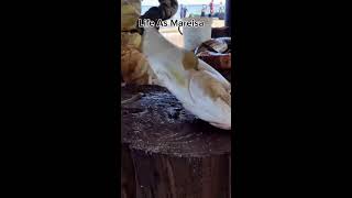 Amazing Fish Cutting Skills Fish Cutting Skills [upl. by Anoed]