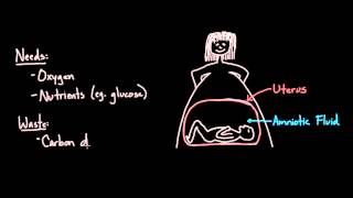 Anatomy of the female reproductive system [upl. by Domini]