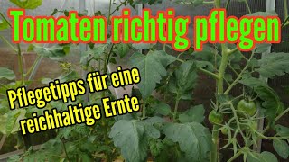 Tomaten pflegen gießen düngen Standort schneiden ausgeizen Tomatenpflanzen Pflegetipps [upl. by Yrkcaz]