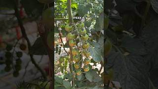 Onze honingtomaten van week 1 tot week 9 🍅 looye tomaten honingtomaten [upl. by Wiencke604]