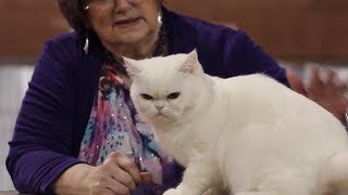 CFA Cat Show 2014  Household pet judging Baton Rouge [upl. by Acnaib]