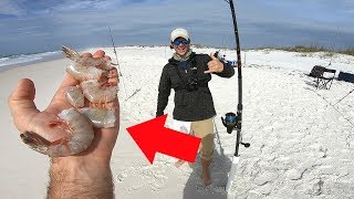 Using Cut Bait For Surf Fishing Success [upl. by Vladimir]