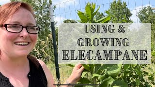 Growing amp Using Elecampane  POWERFUL Respiratory Herb Benefits [upl. by Shayna]