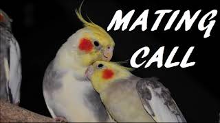 Cockatiel Mating Call [upl. by New]