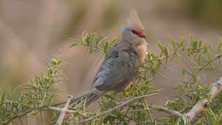 Bluenaped Mousebirds in Kenya [upl. by Aehsila]